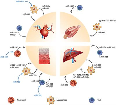 Immune Regulation of Tissue Repair and Regeneration via miRNAs—New Therapeutic Target